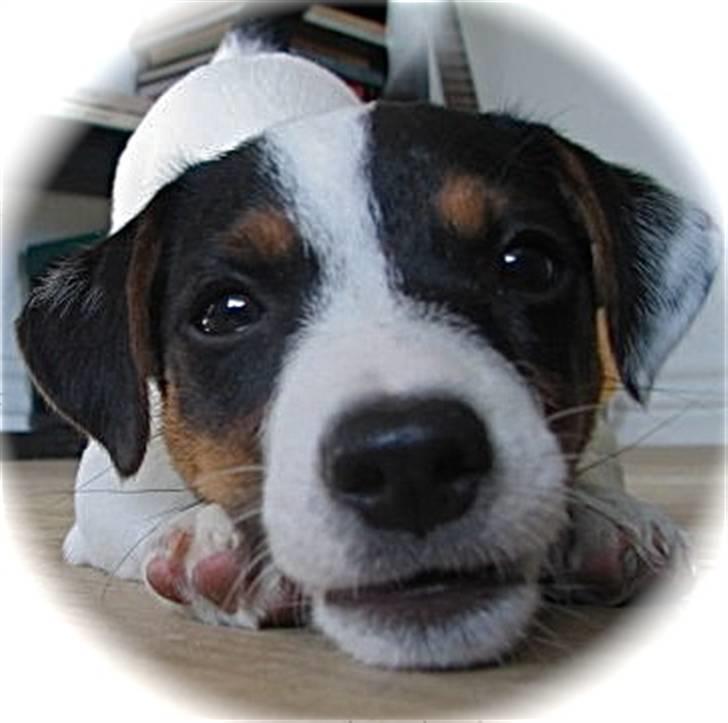 Jack russell terrier Buster billede 6