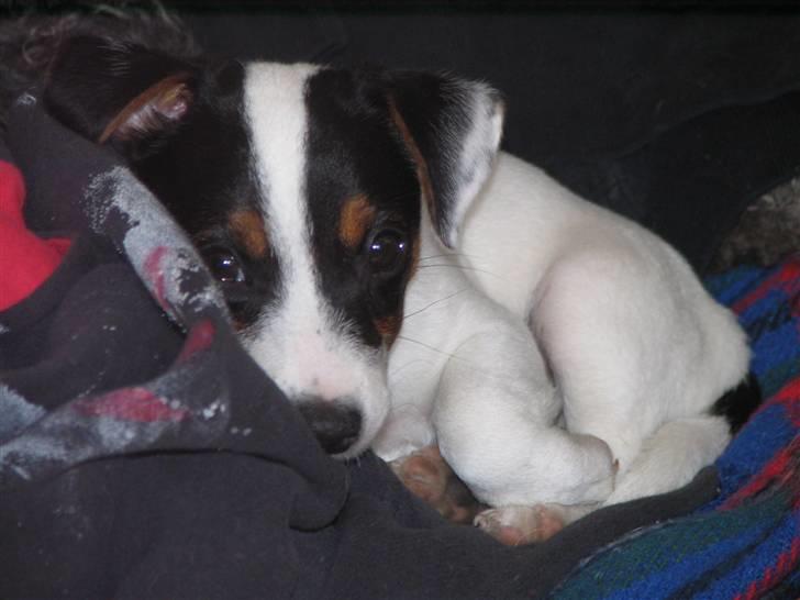 Jack russell terrier Buster billede 7