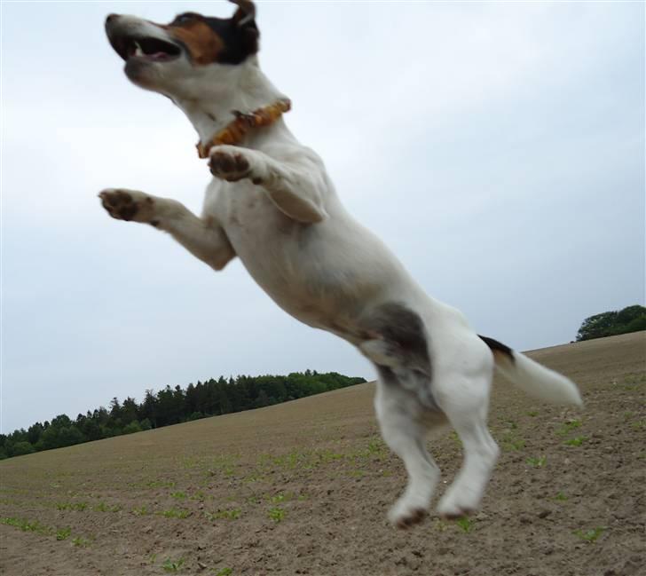 Jack russell terrier Buster billede 8