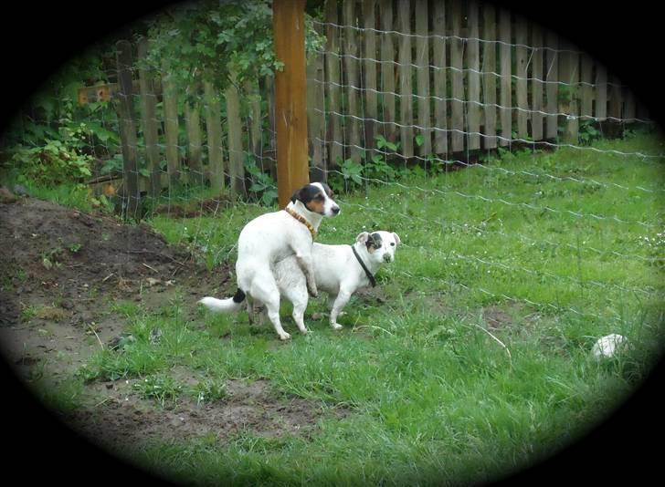 Jack russell terrier Buster billede 9