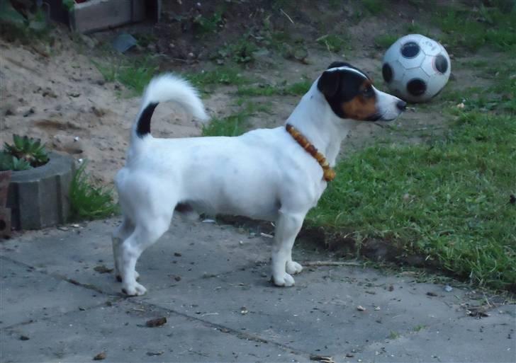 Jack russell terrier Buster billede 10