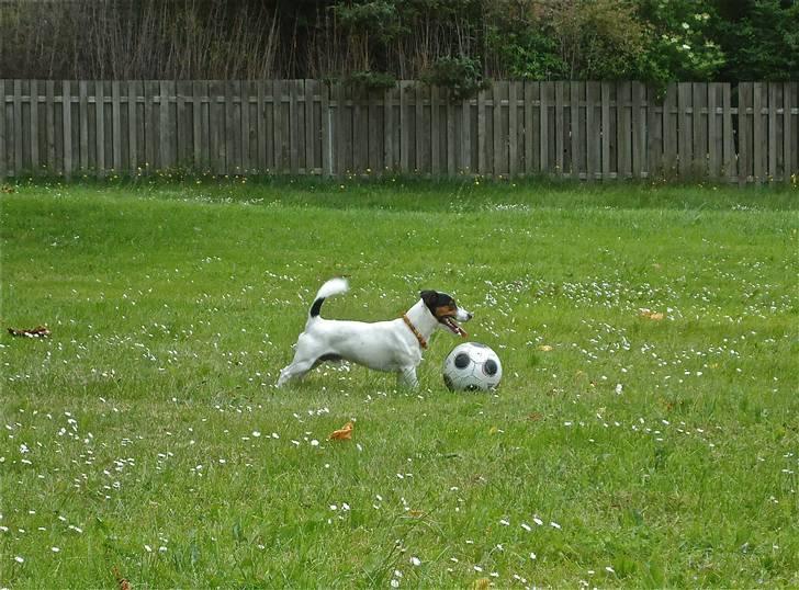 Jack russell terrier Buster - Jeg er så Muskuløs, at jeg faktisk ttror jeg er king kong.. billede 11