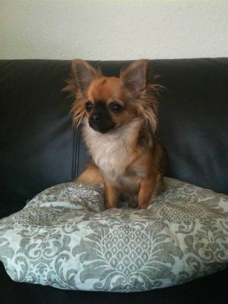 Chihuahua Amy billede 9