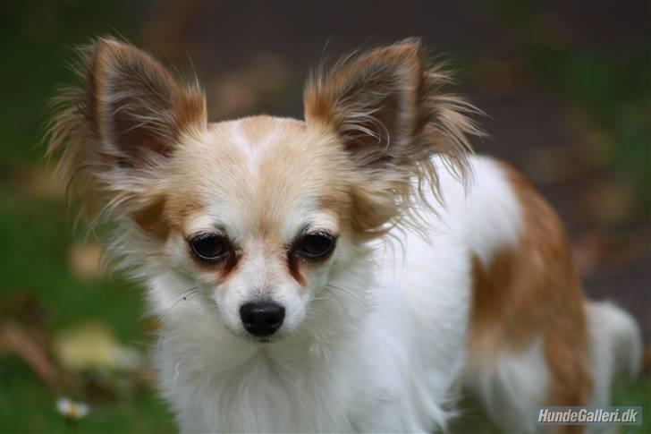 Chihuahua Malou  "lulle Pigen" billede 14