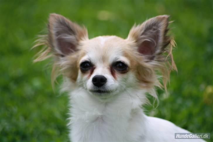 Chihuahua Malou  "lulle Pigen" billede 15