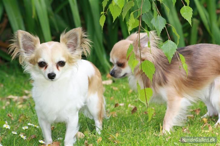 Chihuahua Malou  "lulle Pigen" billede 16
