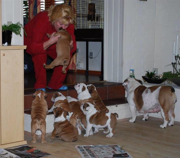 Engelsk bulldog Ziva - Ziva med hvalpe og mor Gitte billede 13