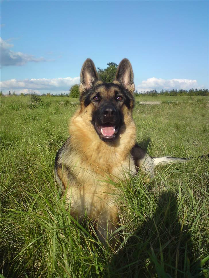 Schæferhund Chifers Bella - iiih, hvor jeg dog elsker det her billede af hende :) Taget på "marken" i Brøndbyøster billede 1