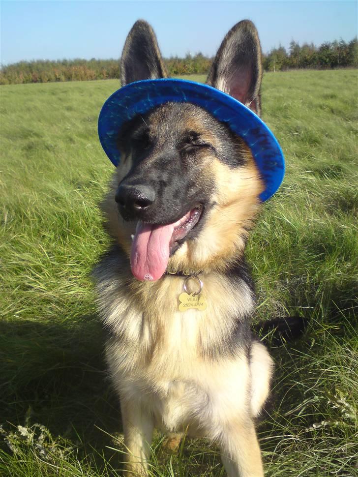 Schæferhund Chifers Bella - Oktober 2008 billede 4