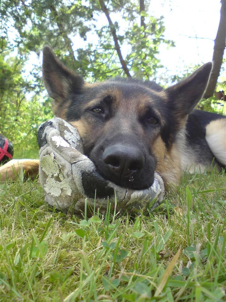 Schæferhund Chifers Bella - Samme dag som Bella skulle i hundepension. Det er ikke sådan en hund man har lyst til at forlade i 2 uger :´) billede 5