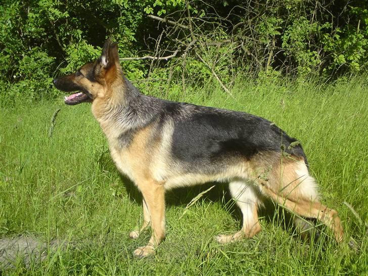 Schæferhund Chifers Bella - Juni 2010 billede 6