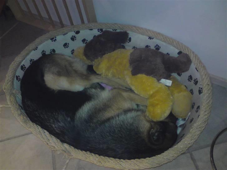 Schæferhund Chifers Bella - Stor hund, stor bamse, lille kurv :) der skal være plads til det hele :p billede 7