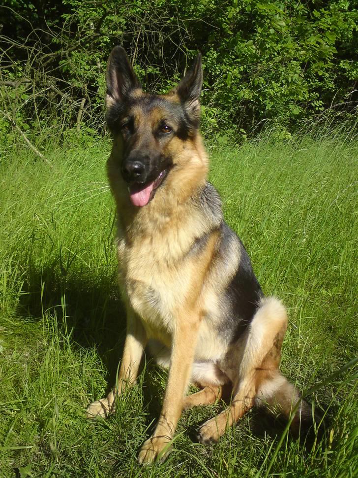 Schæferhund Chifers Bella - Juni 2010 billede 9