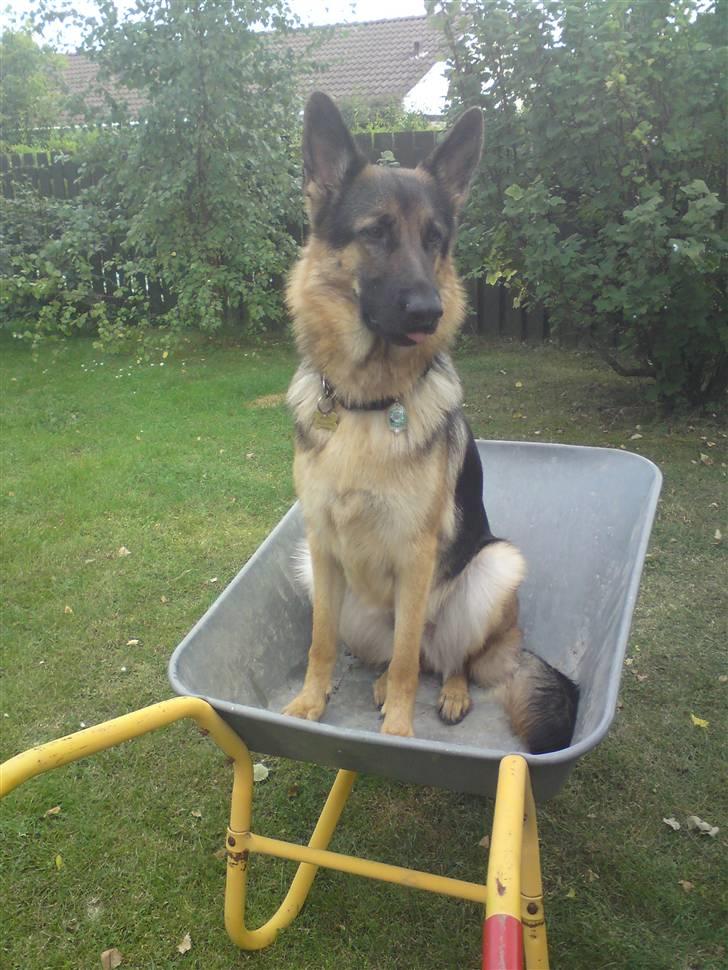 Schæferhund Chifers Bella - Vi kan da også køre i trillebør :p billede 10