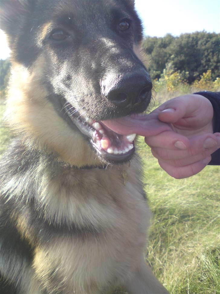 Schæferhund Chifers Bella - En træt hund, giver en lov til ALT! :D billede 11