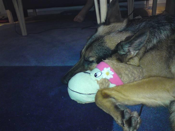 Schæferhund Chifers Bella - Bella ved ikke noget bedre end at putte med ting :) Her er det min sutsko, som hun har fundet :D billede 12
