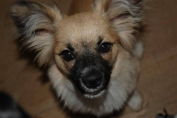 Blanding af racer Shorty billede 1