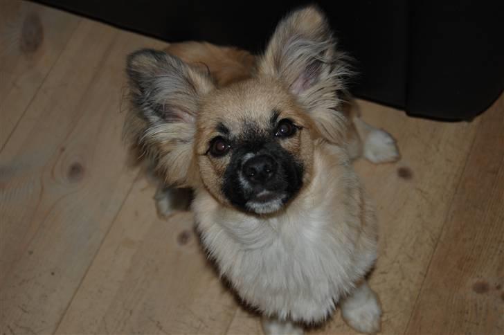 Blanding af racer Shorty billede 2