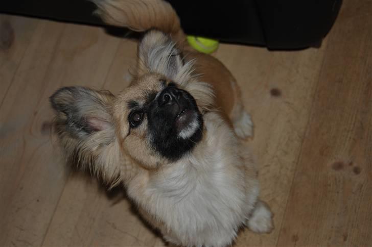 Blanding af racer Shorty billede 3