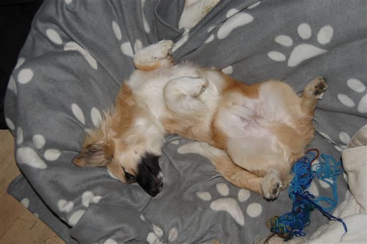 Blanding af racer Shorty billede 4