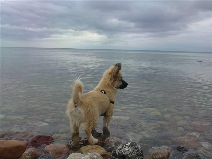 Blanding af racer Shorty billede 6