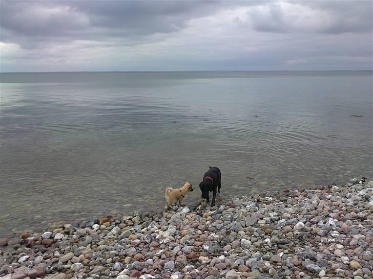 Blanding af racer Shorty billede 7