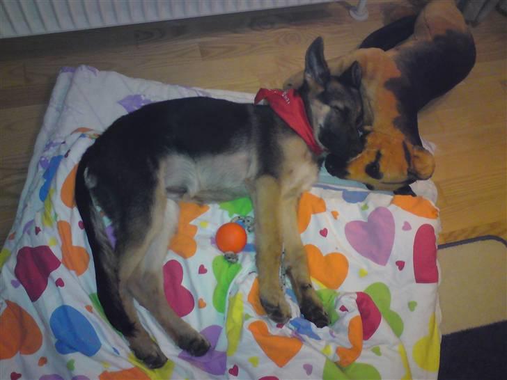 Schæferhund Chifers Bella - 4 måneder gammel. billede 13