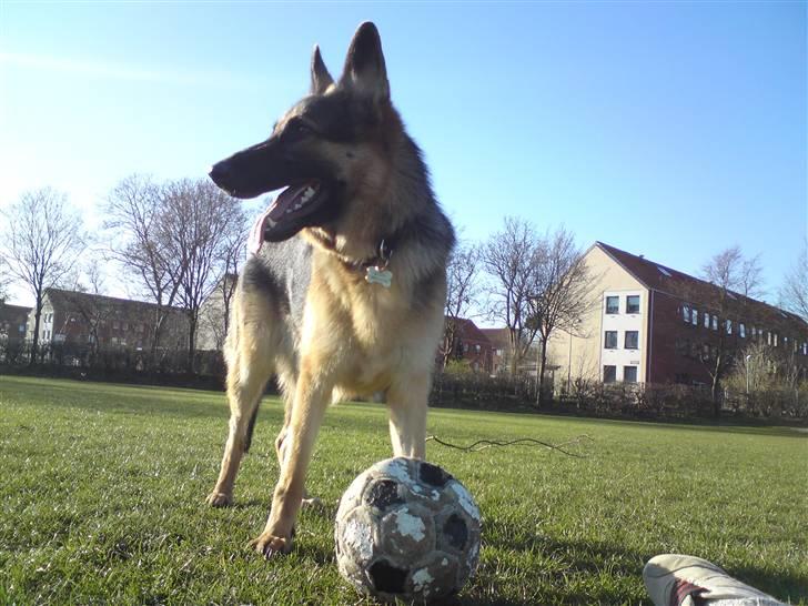Schæferhund Chifers Bella - Hun elsker den bold ): Godt nok har den forandret udseendet lidt, siden billedet blev taget i 2008 ;) billede 14