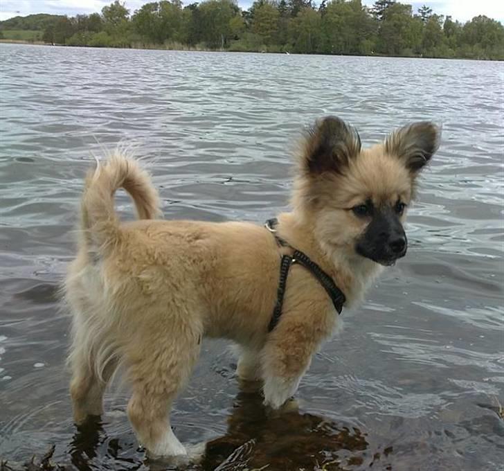 Blanding af racer Shorty billede 8