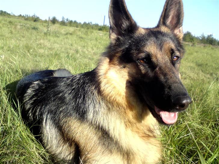 Schæferhund Chifers Bella - Marken 2009. OBS! Billedet er IKKE redigeret :) billede 15