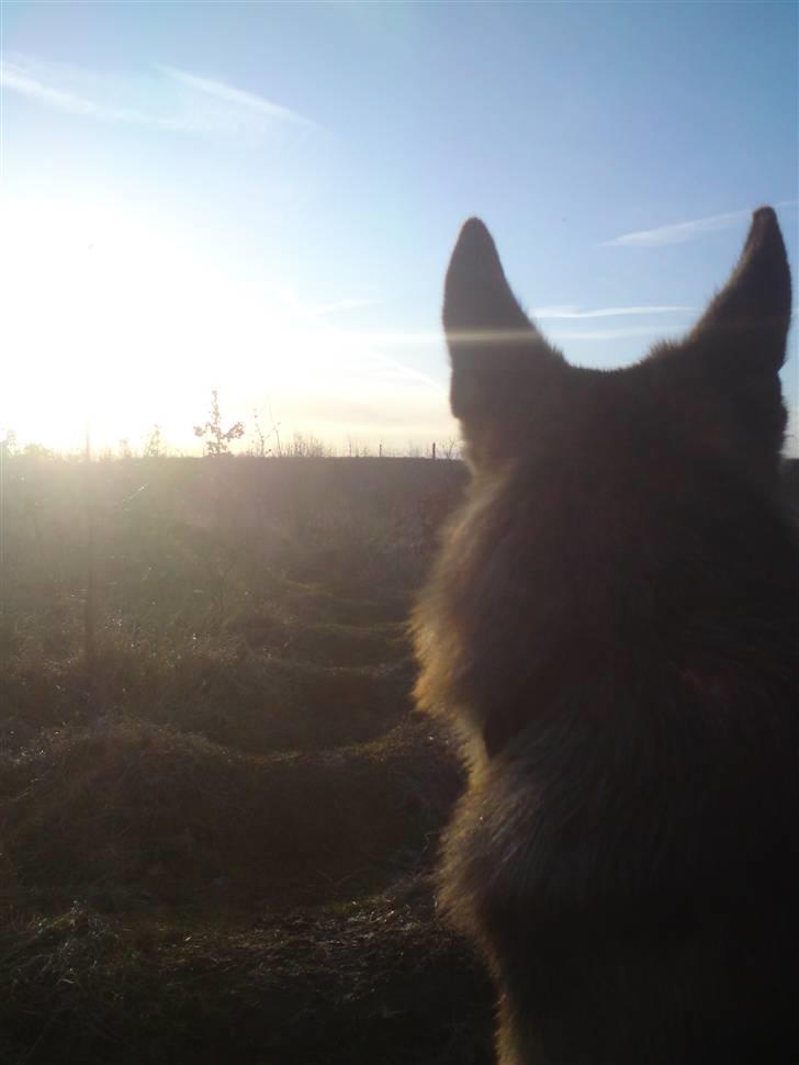 Schæferhund Chifers Bella - Bella kigger på solnedgangen. Marken 2010 billede 16