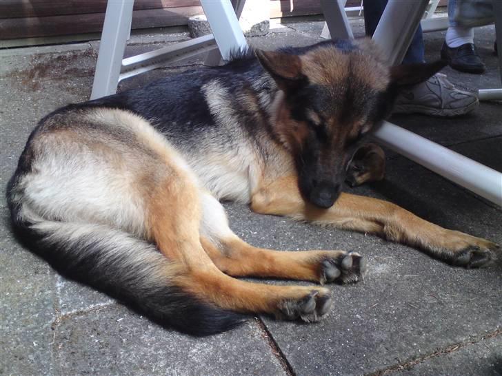 Schæferhund Chifers Bella - Hun elsker at være tæt på os :) Læg gerne mærke til poten, som folder sig rundt om stolebenet :) billede 17