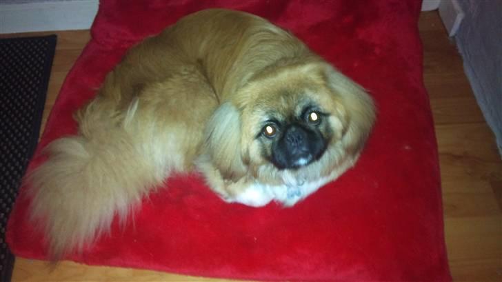 Pekingeser Pjævse - himmelhund  - Skal jeg op og stå nu billede 12