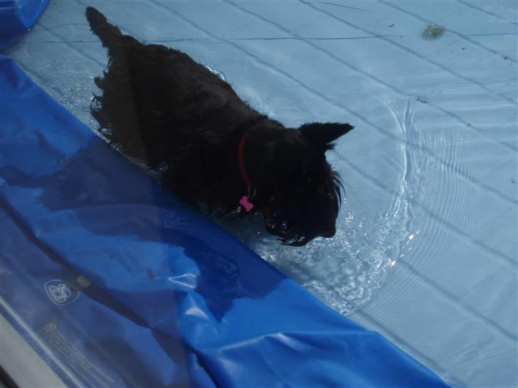 Skotsk terrier Best of scotties Cille <3 - Cille elsker vand! billede 6