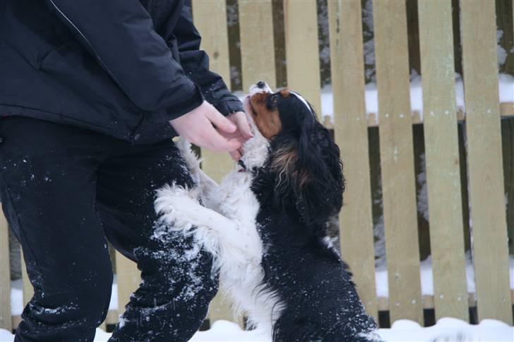 Cavalier king charles spaniel Cavaqueens Amazing Amy billede 10