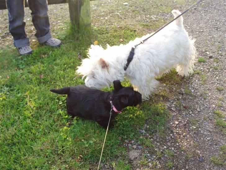 Skotsk terrier Best of scotties Cille <3 - Endelig hjemme. Cille og Lilo mødes for første gang. billede 9
