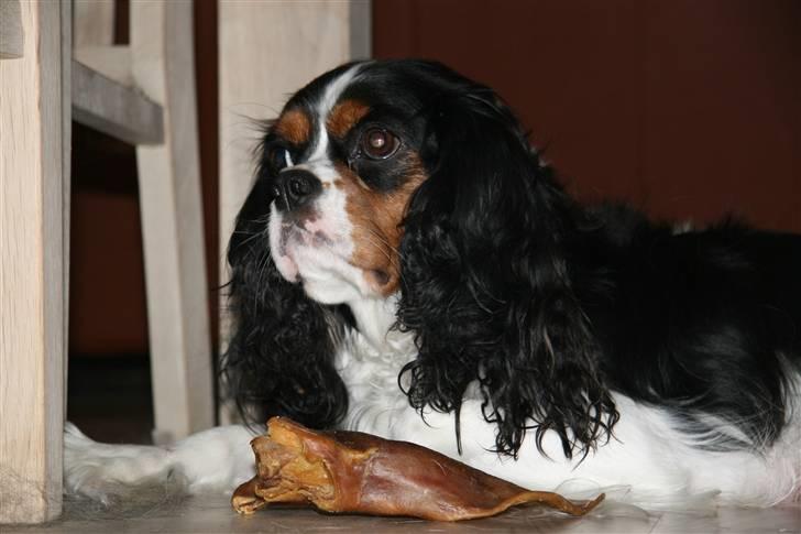 Cavalier king charles spaniel Cavaqueens Amazing Amy billede 11