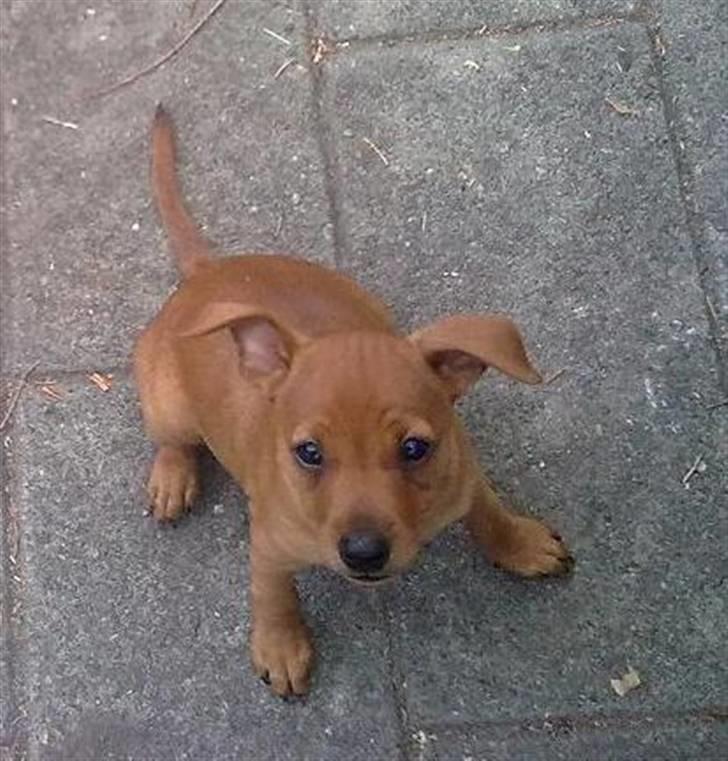 Dvaergpinscher Tito aka Ote mus - Her var jeg bare et lille myr. billede 13