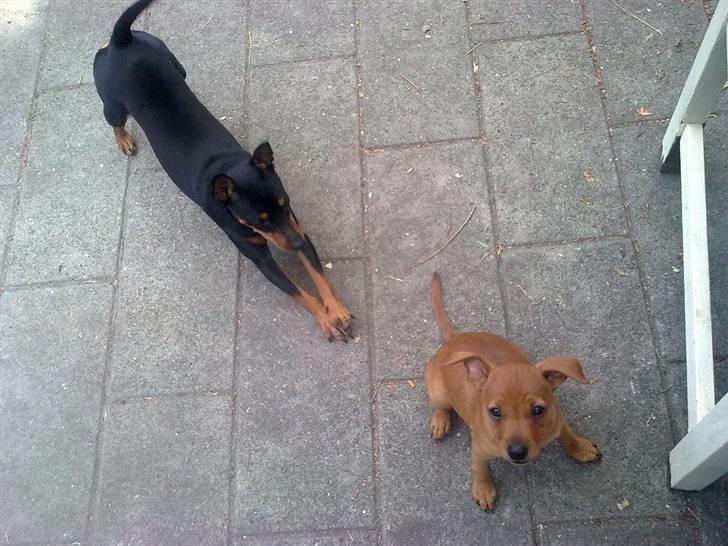 Dvaergpinscher Tito aka Ote mus - min søs Hope kigger mig an.. billede 15