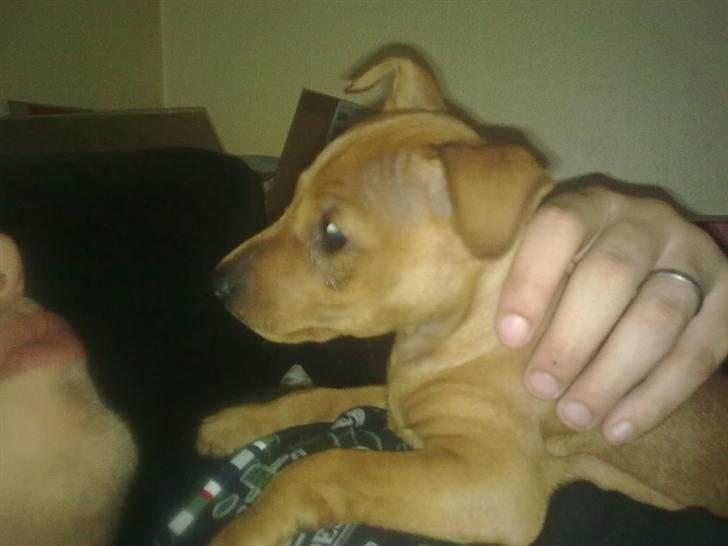 Dvaergpinscher Tito aka Ote mus - Første dag hos min mor og far billede 17