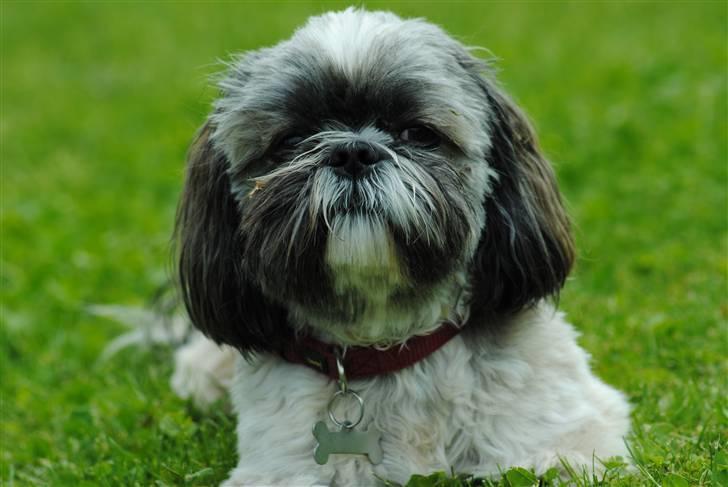 Shih tzu Taybes Faust  billede 1