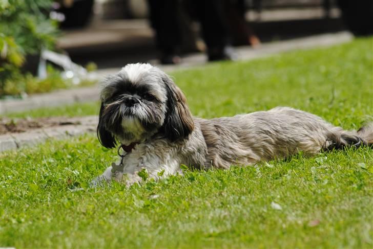 Shih tzu Taybes Faust  billede 2