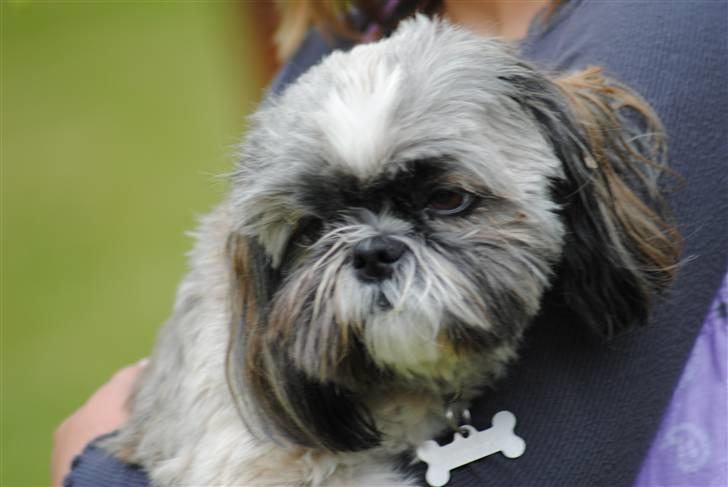Shih tzu Taybes Faust  billede 3