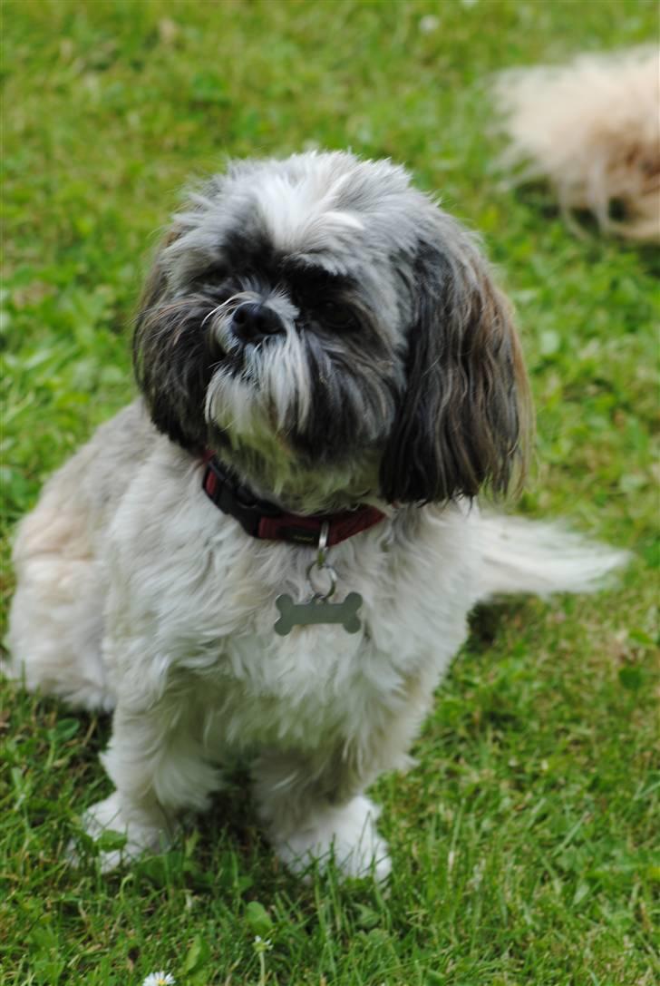 Shih tzu Taybes Faust  billede 4