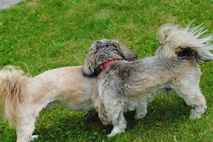 Shih tzu Taybes Faust  billede 5