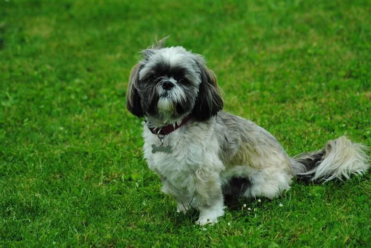 Shih tzu Taybes Faust  billede 6