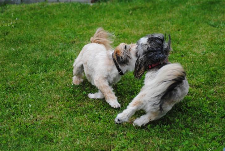 Shih tzu Taybes Faust  billede 7