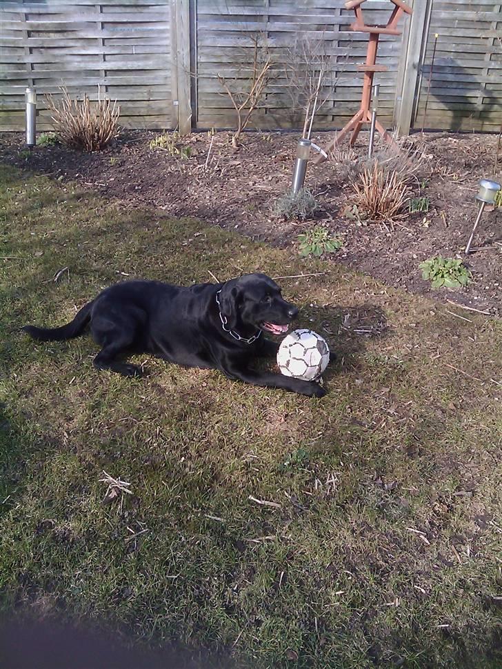 Labrador retriever Bulder billede 11