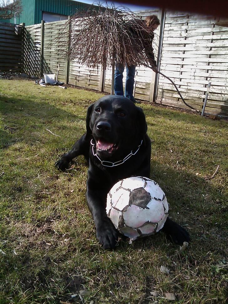 Labrador retriever Bulder billede 12