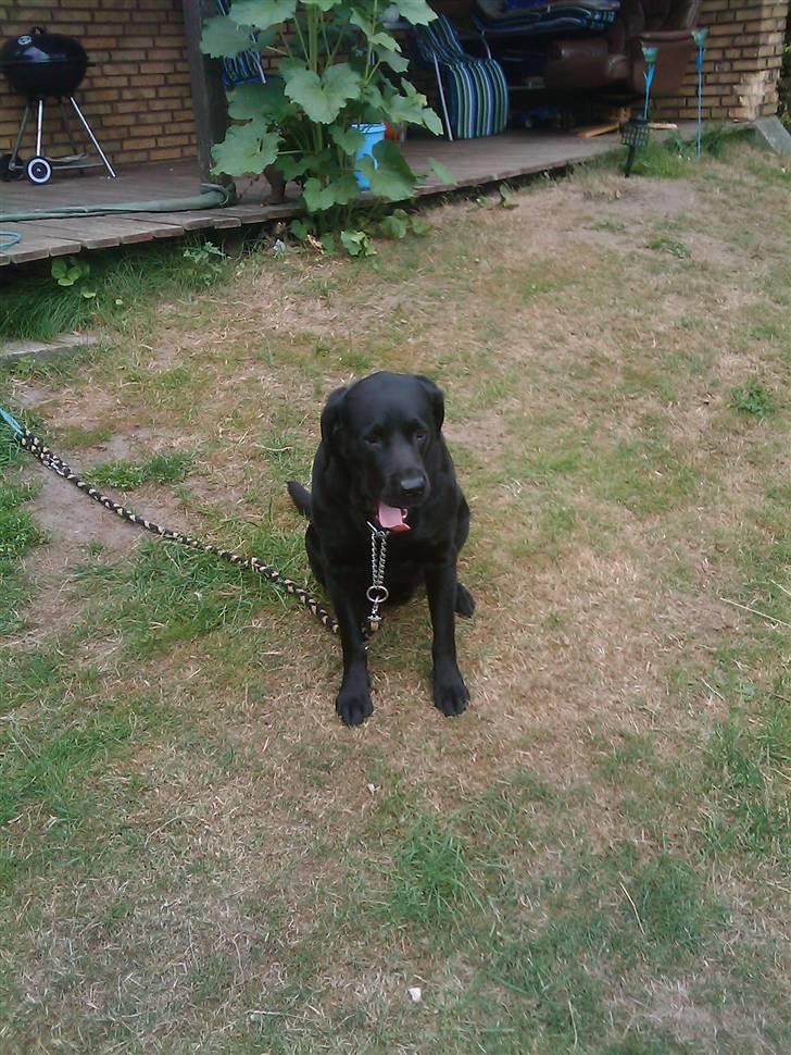 Labrador retriever Bulder billede 14